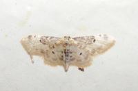 Idaea filicata