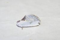 Cilix glaucata/hispanica