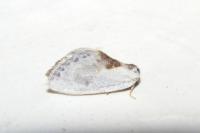 Cilix glaucata/hispanica