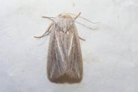 Mythimna riparia