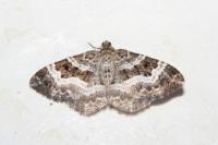Epirrhoe alternata