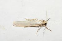 Eilema caniola