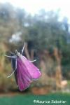 Pyrausta inornatalis