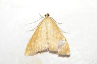 Sitochroa verticalis