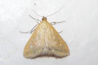 Sitochroa verticalis