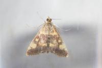 Pyrausta aurata