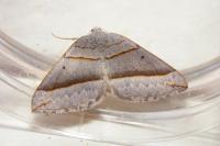 Scotopteryx luridata/mucronata