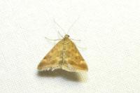 Pyrausta despicata