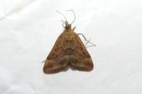 Pyrausta despicata