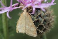 Udea lutealis