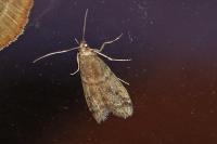 Ephestia woodiella