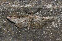 Peribatodes secundaria secundaria