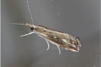 Catoptria verellus
