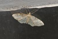 Idaea biselata