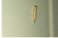Agriphila inquinatella