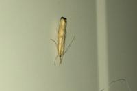 Agriphila inquinatella
