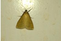 Sitochroa verticalis