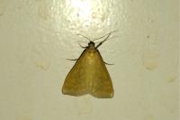 Sitochroa verticalis