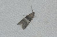 Elegia atrifasciella