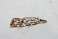 Catoptria falsella