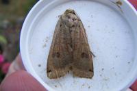 Noctua pronuba
