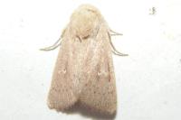 Mythimna ferrago