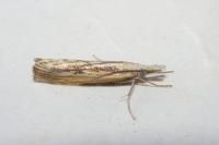 Agriphila inquinatella