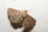 Mesapamea secalella/secalis