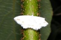 Scopula ornata
