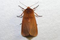 Phragmatobia fuliginosa