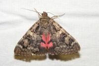 Catocala coniuncta