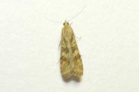 Nomophila noctuella