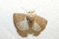 Hoplodrina ambigua
