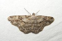 Peribatodes rhomboidaria rhomboidaria