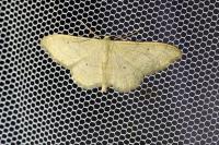 Idaea straminata