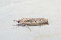 Agriphila geniculea