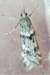 Eudonia angustea