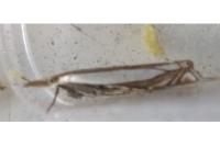 Crambus pascuella