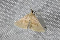 Hypena proboscidalis