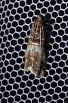 Acrobasis advenella