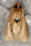 Mythimna albipuncta