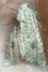 Anarta pugnax