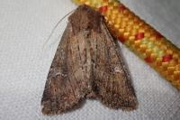 Apamea lateritia
