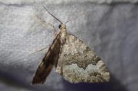 Colostygia aptata