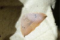 Watsonalla binaria