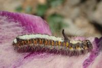 Acronicta psi