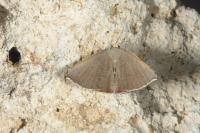 Plesiomorpha flaviceps