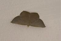 Plesiomorpha flaviceps