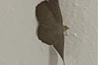 Plesiomorpha flaviceps