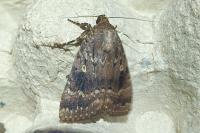 Amphipyra berbera svenssoni